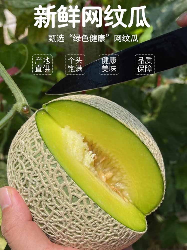 【净重8-8.5斤】山东网纹瓜  香甜多汁 果肉绵软 新鲜水果