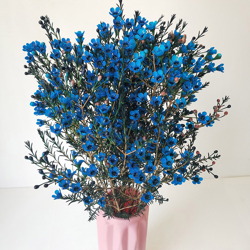 澳洲平头腊梅鲜花一束·蓝色腊梅