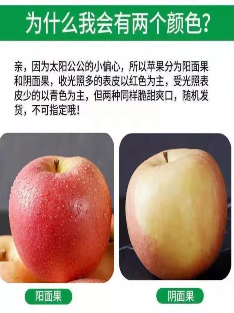 山东烟台红富士 净重8.5斤中果 单果75-80mm