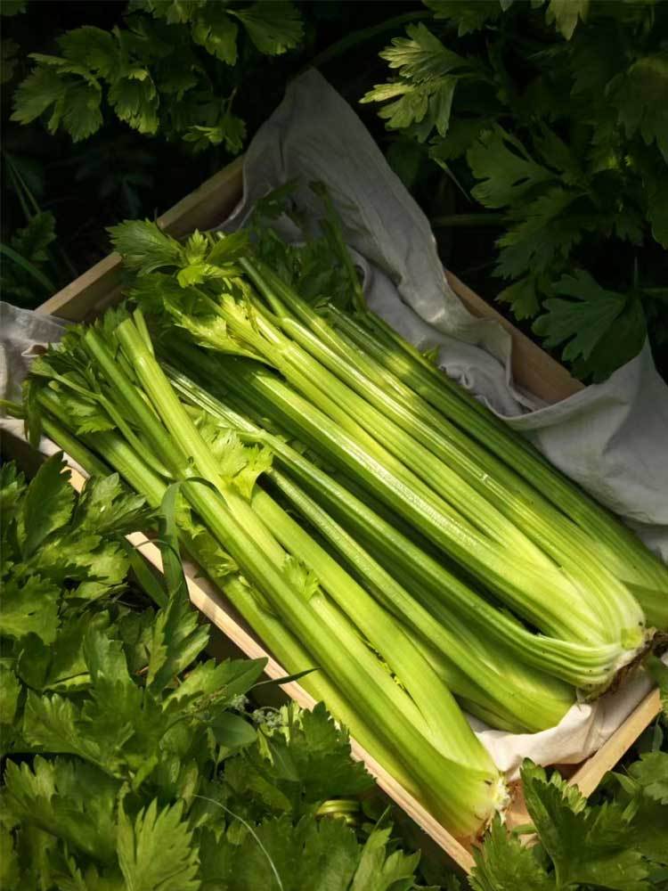 内蒙古有机西芹净菜5斤（去头去叶裸菜）·默认