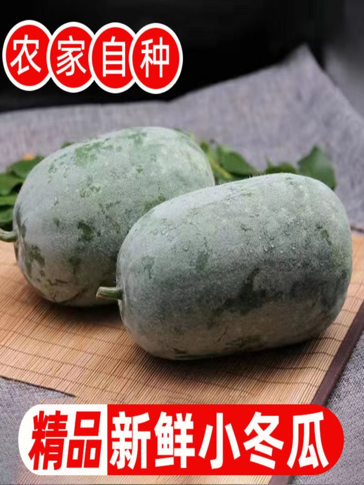 【精选好瓜】高原小冬瓜 9-9.8斤 一串铃粉皮迷你云南小冬瓜当季新鲜蔬菜