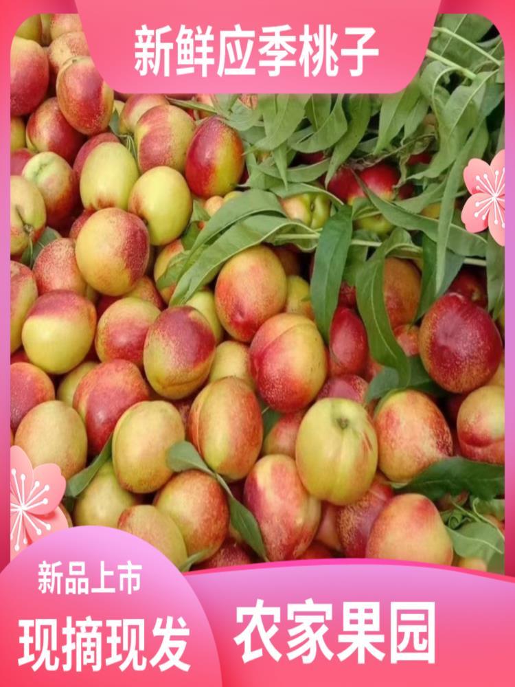 湖北黄心油桃 净重4.5斤 应季水果 源头直发 新鲜现摘现发