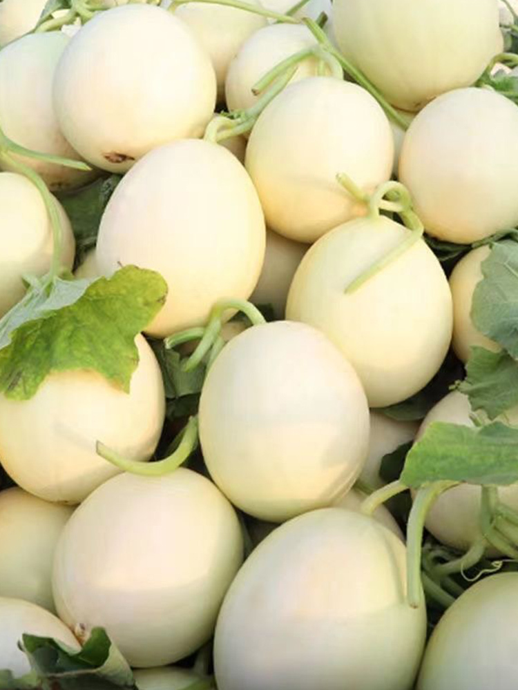 阎良甜瓜大果·带箱8斤