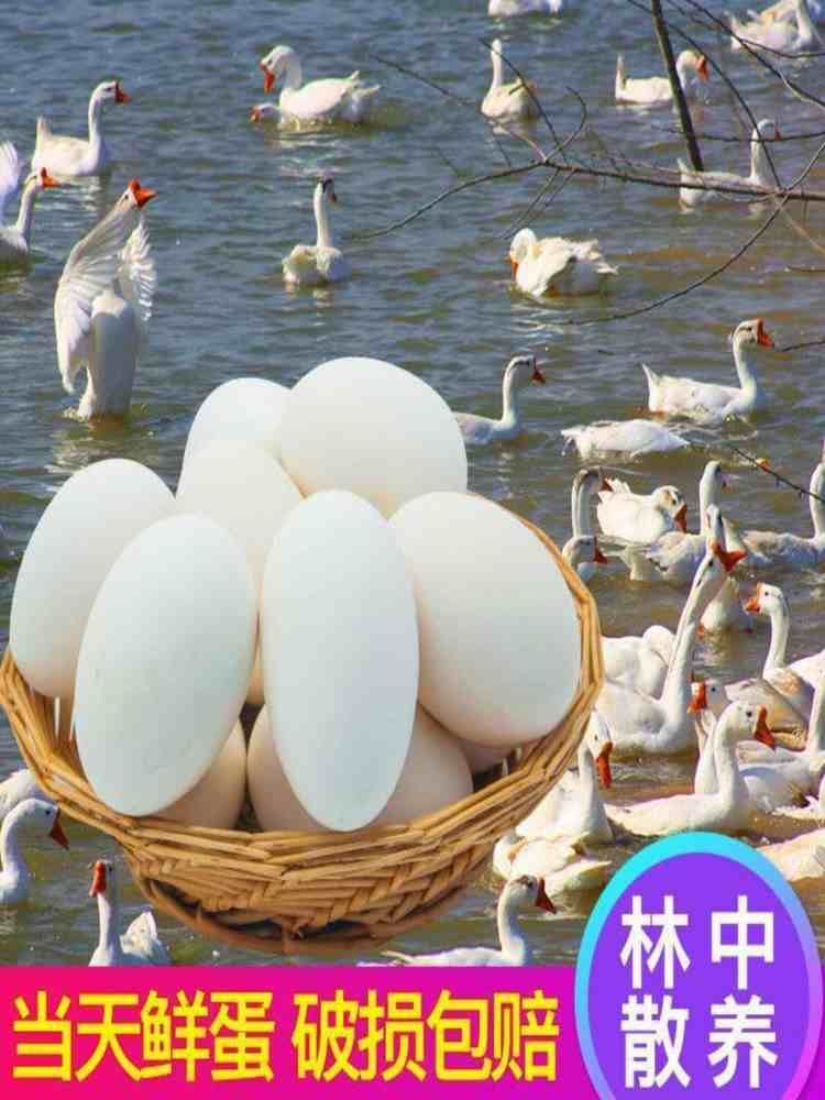 新鲜土鹅蛋 12枚 （100-120g）/枚 新鲜散养 家庭实惠装