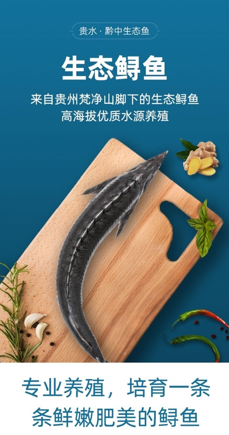 贵州梵净山山泉水生态鲟鱼鲜活宰杀整条净重约1500g