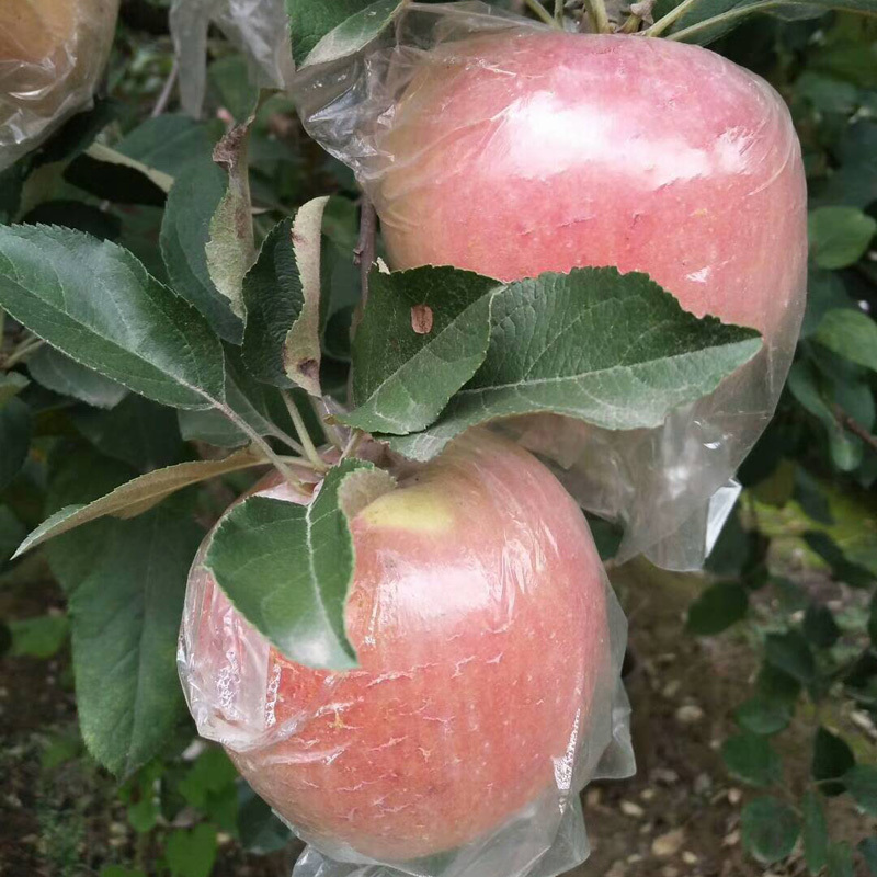陕西膜袋富士苹果连箱10斤(净重8.6斤约16-18颗)