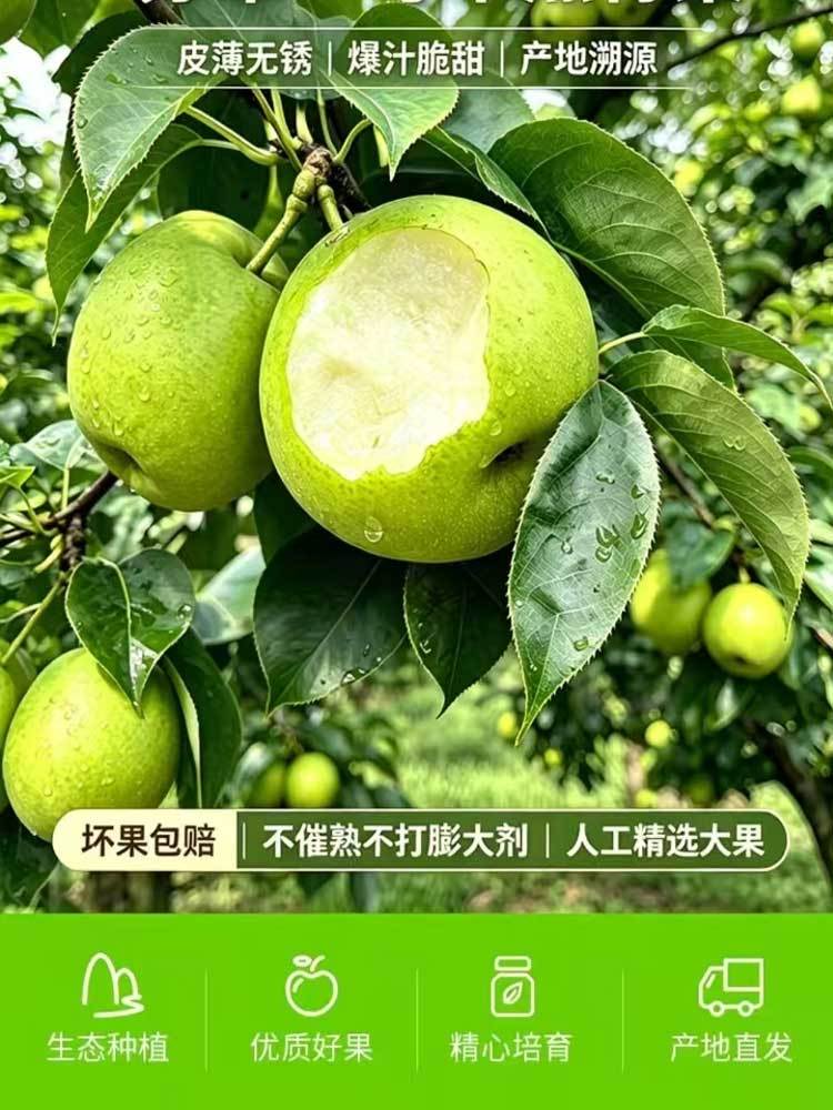 【到手4.5-5斤】砀山酥梨 大果(顺丰/京东) 26年新货