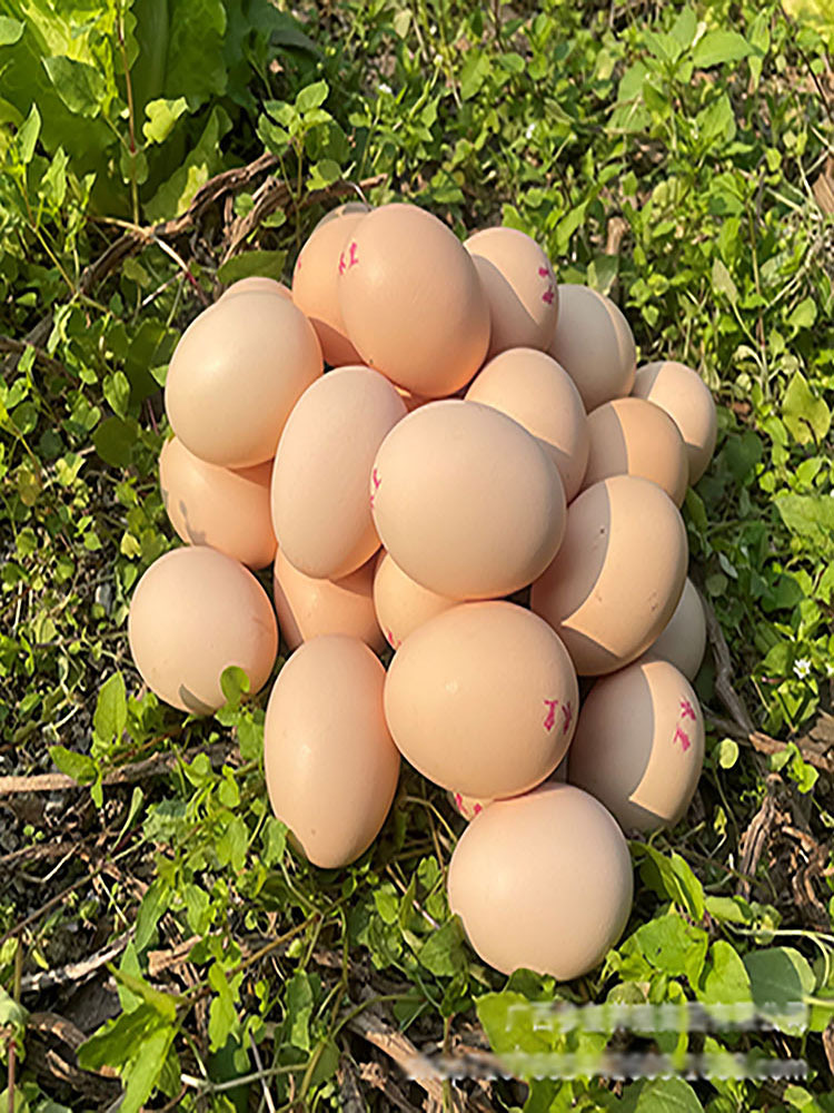 鸡蛋30枚装农家鸡蛋散养山林散养土鸡蛋