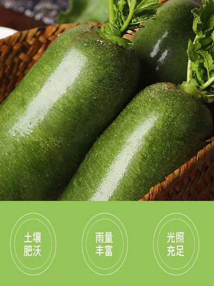 天津-西青区-辛口镇·沙窝冰淇淋萝卜+绿萝卜（各4.5斤）9斤装