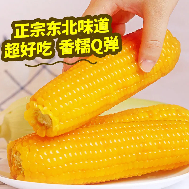 【10支】黑龙江黄糯玉米棒10支 （真空锁鲜）甜糯口感