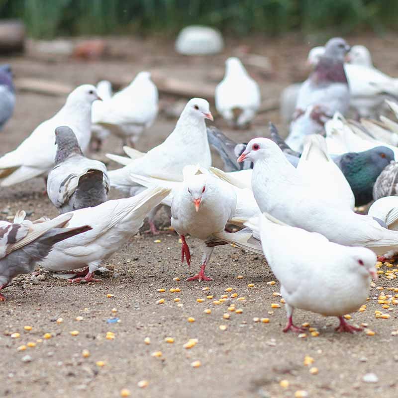 新鲜现杀乳鸽鸽子三只顺丰（带心肝，5到6两/只）五谷杂粮喂养