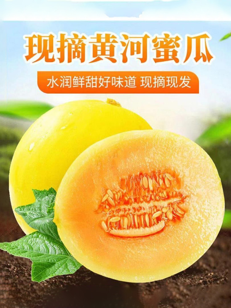 黄河蜜瓜·净重8.5-9斤【6枚内装】