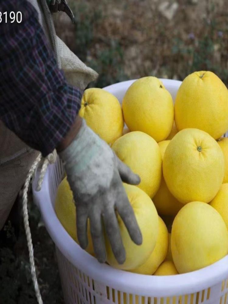 福建黄金葡萄柚 净重8.5斤 8-11个 爆汁柚子西柚 新鲜水果