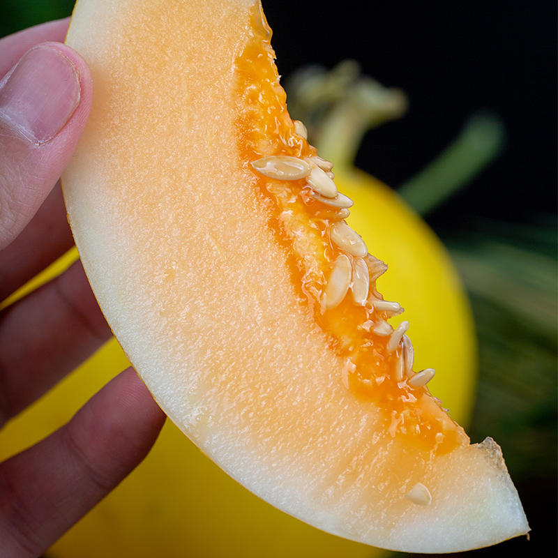 民勤沙漠黄金蜜瓜 8-9斤,香甜可口,水嫩多汁