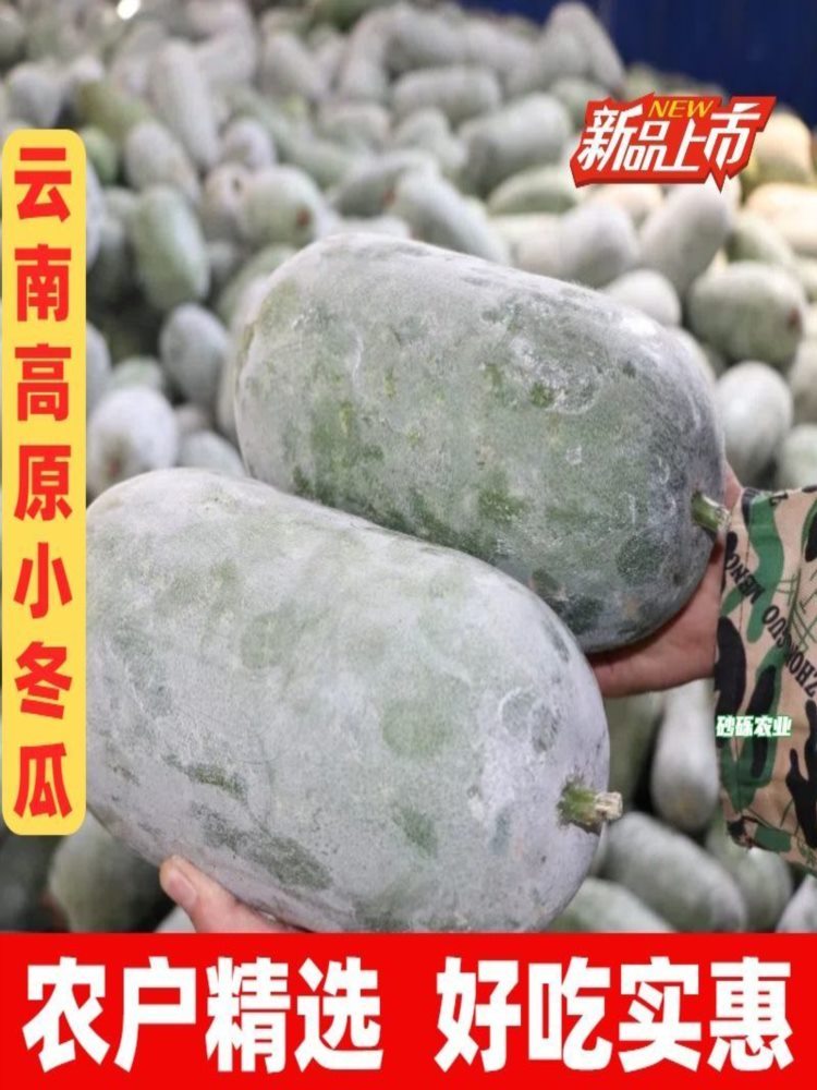【精选好瓜】高原小冬瓜 9-9.8斤 一串铃粉皮迷你云南小冬瓜当季新鲜蔬菜