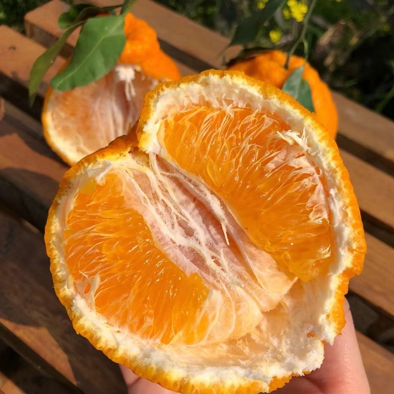 农家现摘四川不知火（丑橘）5斤中果约共12-16个装
