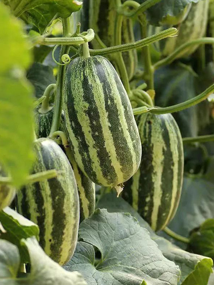 山东博洋9号蜜瓜·5斤