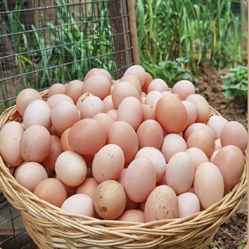 【下单加送10枚】九华山深山散养土鸡蛋50枚顺丰