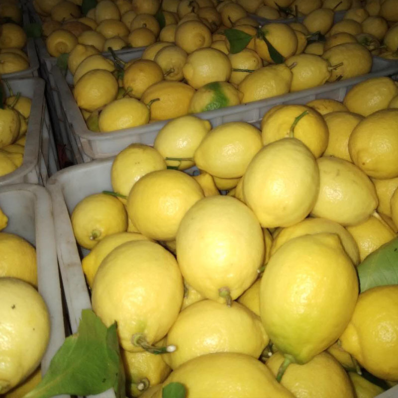 安岳黄柠檬5斤装（130-250g）