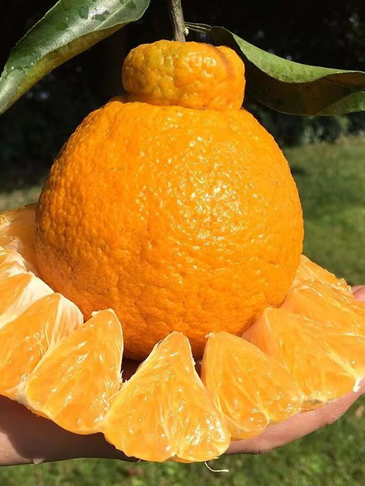 四川眉山丑橘不知火 新鲜采摘 8斤精品大果 果径75-85mm 20枚左右·水果