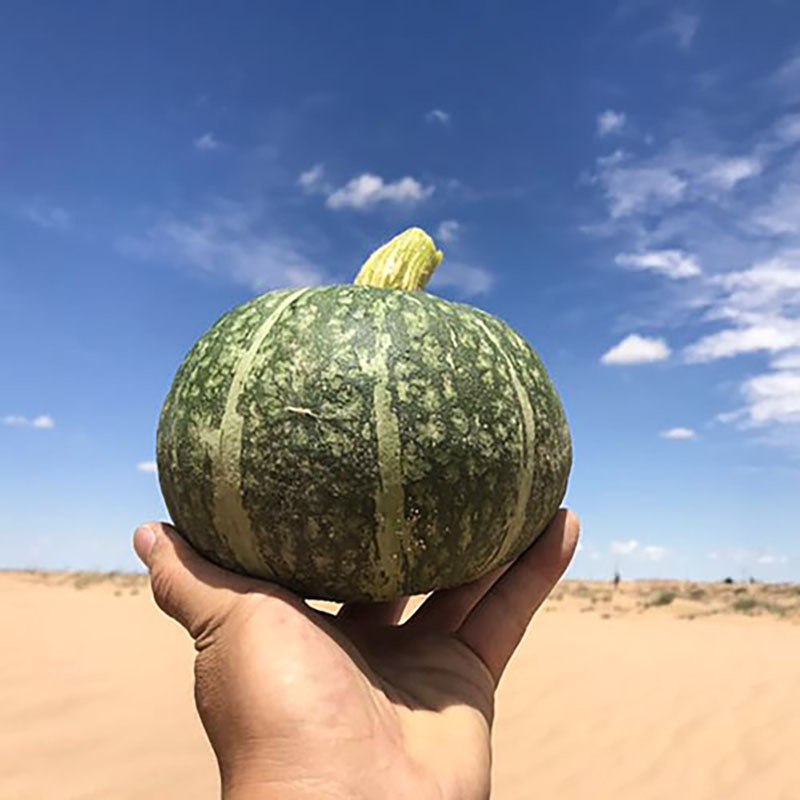 沙漠南瓜5斤/8斤