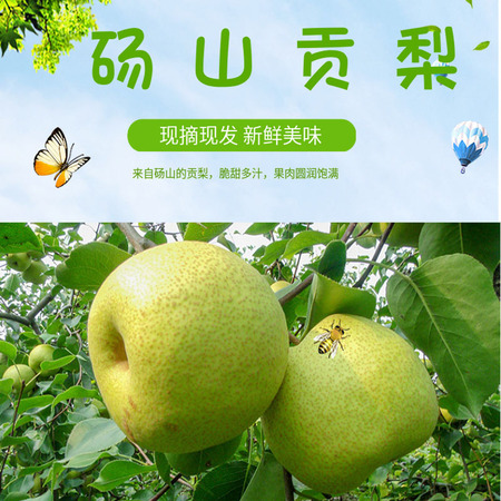 【会员专享】砀山酥梨9斤装【单果300g以上】