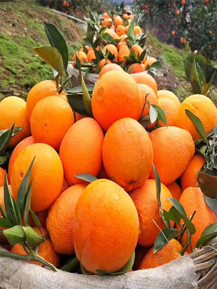 奉节脐橙当季新鲜橙子水果彩箱装