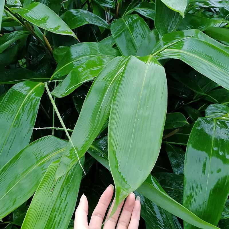 湖北恩施新鲜箬竹大粽子叶100片