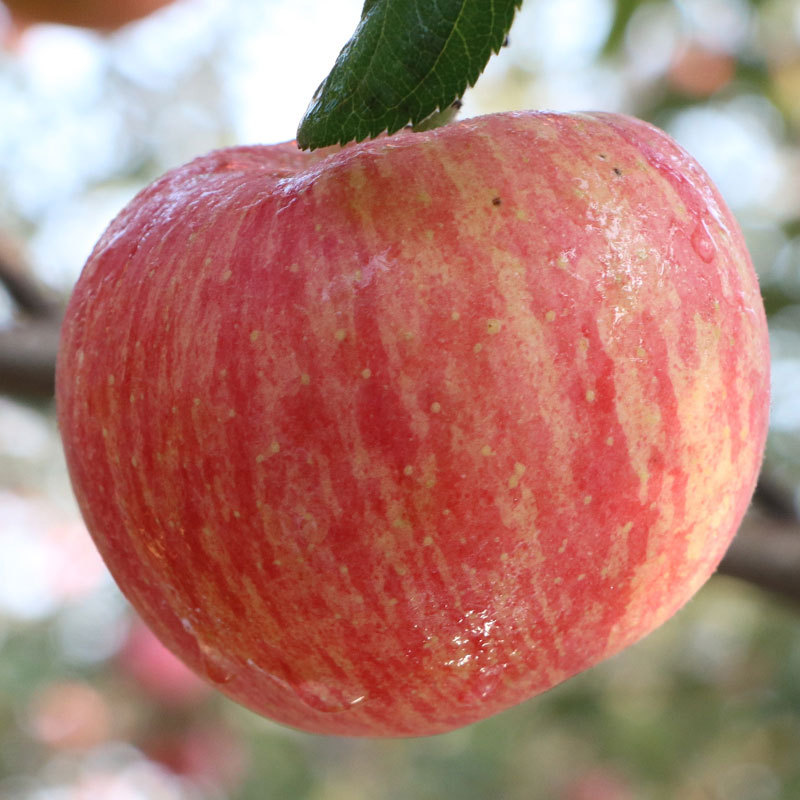 陕西 -洛川红富士苹果大果5斤-净重4.5斤左右