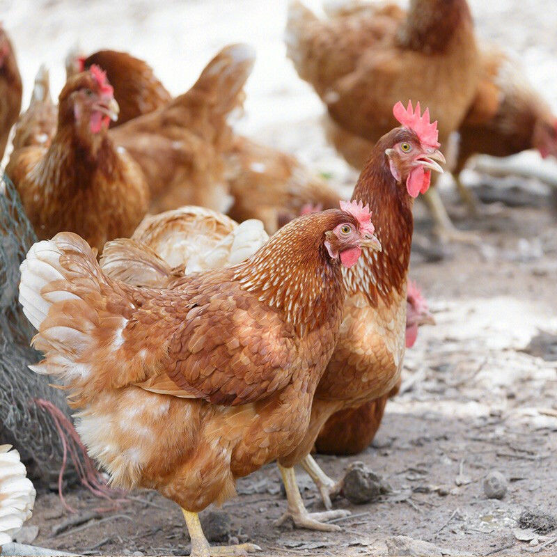 【1500克*1只】农村散养三年老母鸡(质保期12个月)