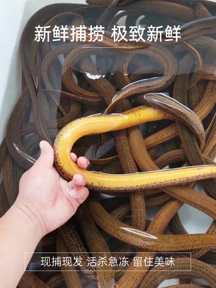 九华山（野生黄鳝）1斤鲜活现杀（杀好净膛400g）