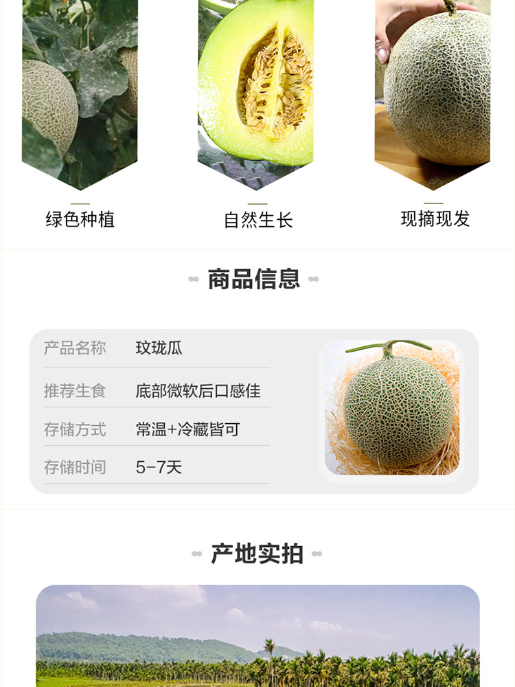 山东聊城网纹瓜5斤【净重4.5-5斤】