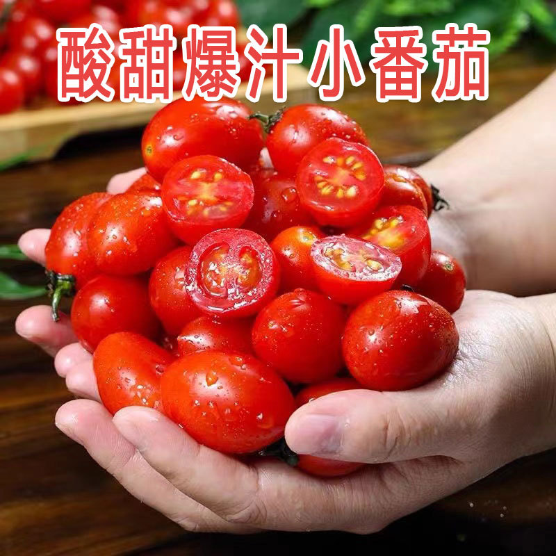 小番茄圣女果5斤左右【现摘现发·个大饱满 】
