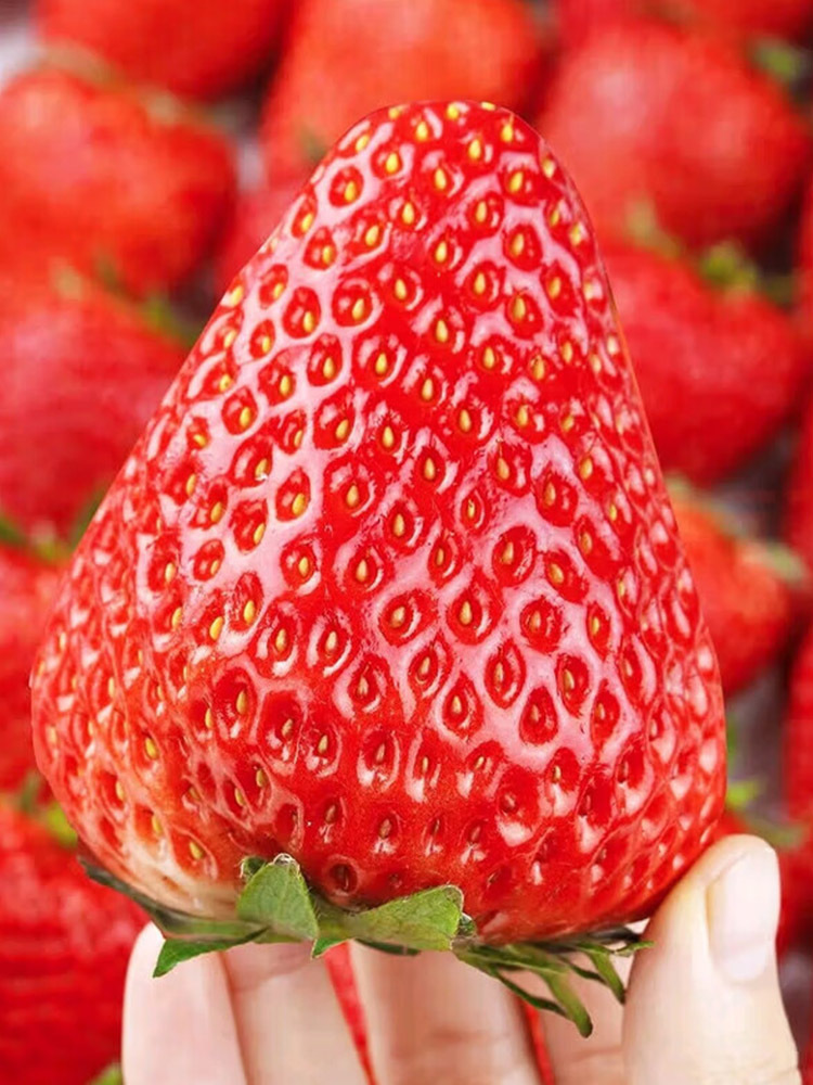 顺丰 山东奶油草莓大果【18-25g】·3斤