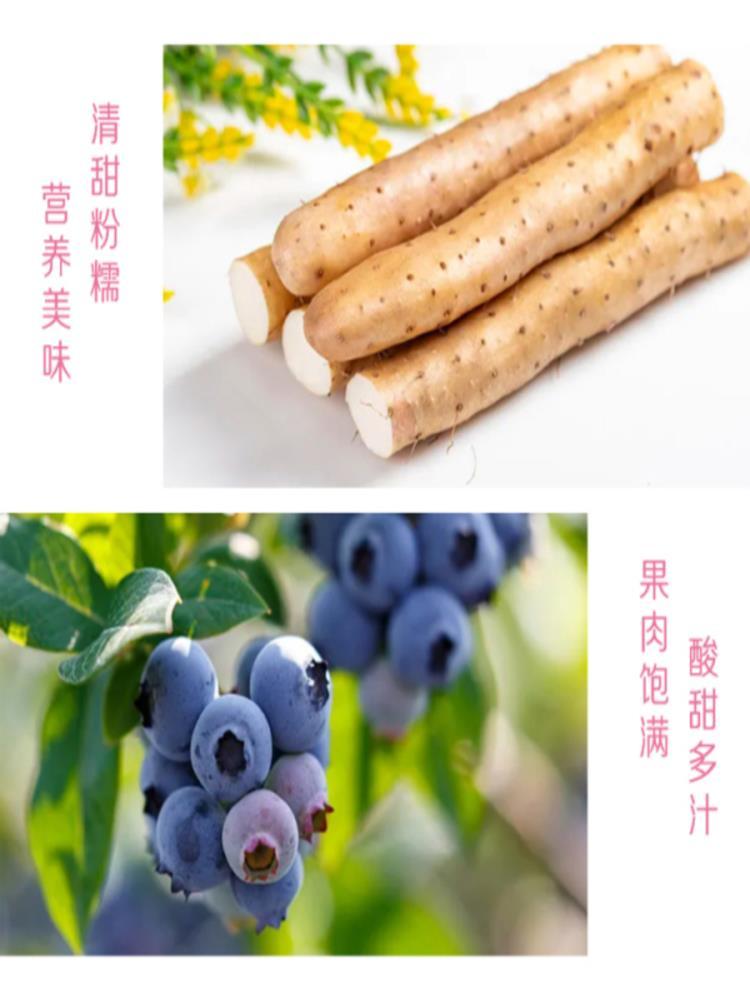 山药蓝莓流心糕 50包 无蔗糖早餐营养代餐传统糕点 25g/个