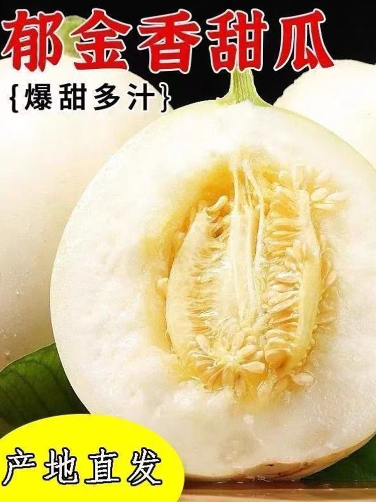 郁金香甜瓜 大果【单果300g+】·净重3斤