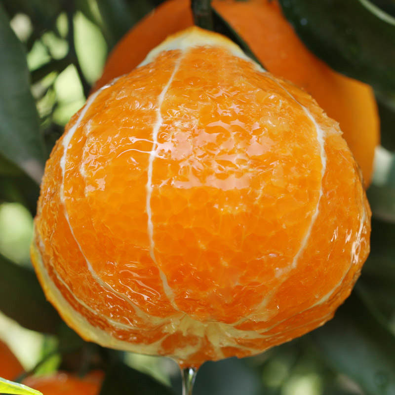 爱媛果冻橙净重7.8-8斤（大果16-18颗）