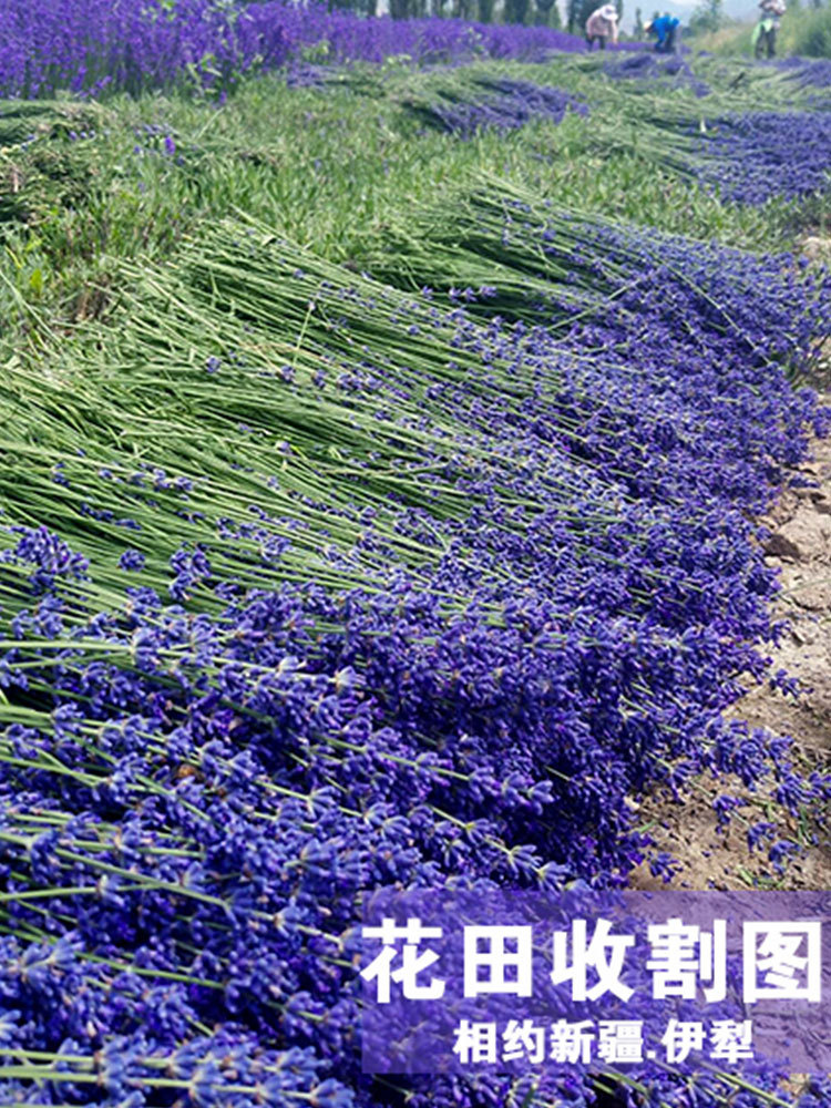 【有山有水】新疆伊犁薰衣草花束2束