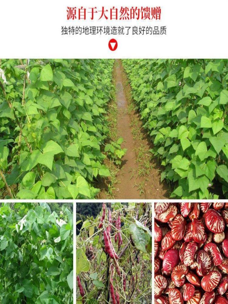 云南斑马豆 5斤 新货农家自产大圣豆 荷包豆 饭豆煲汤煮粥