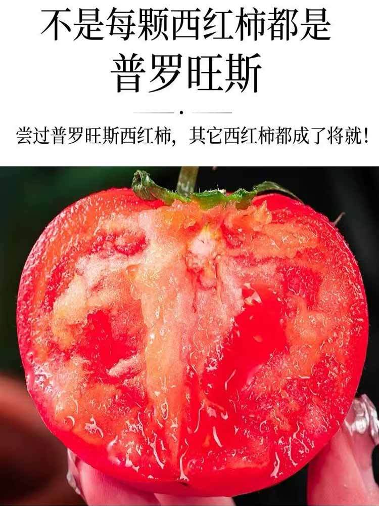 陕西-普罗旺斯水果西红柿 4.5斤以上 沙瓤·汁水超多