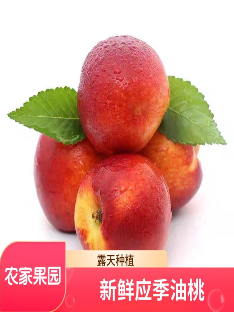 湖北黄心油桃 净重4.5斤 应季水果 源头直发 新鲜现摘现发