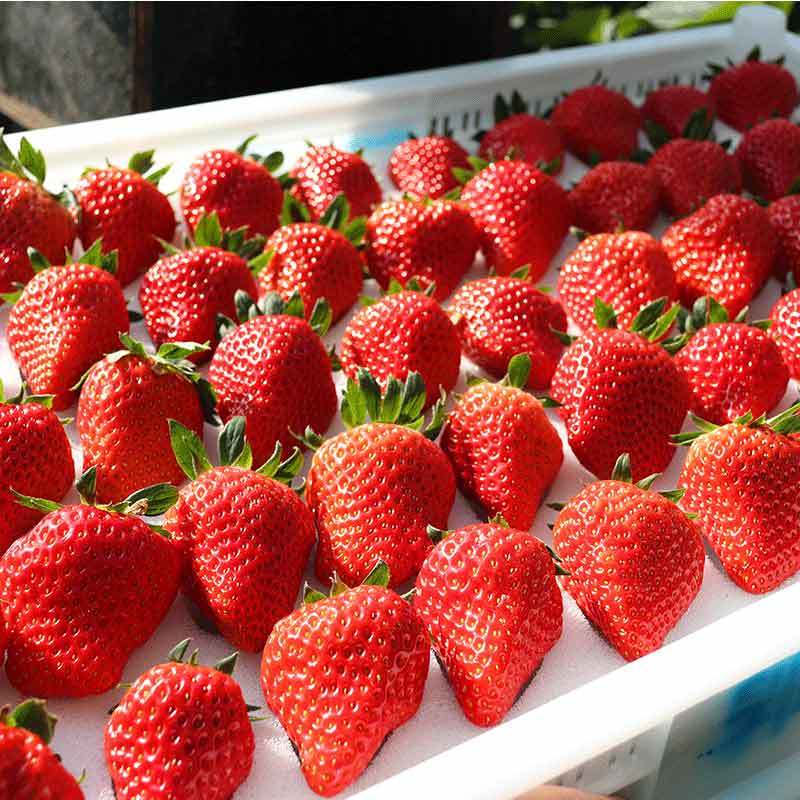 正宗兴寿红颜草莓精品4斤装