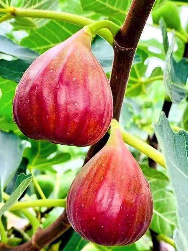 顺丰 云南无花果【40-80g】·净重3斤