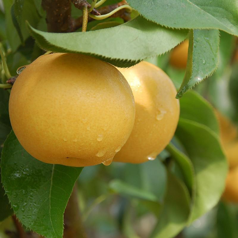 【果哥推荐】山东现摘新鲜丰水梨5斤