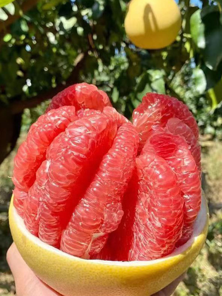 海南红心蜜柚【单果750g+】·带箱8斤