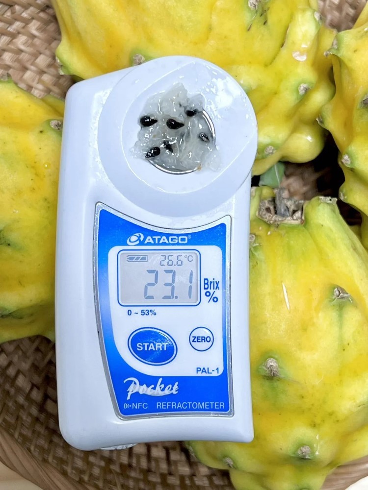 海南燕窝果2斤约4-6颗【单果3-4两】