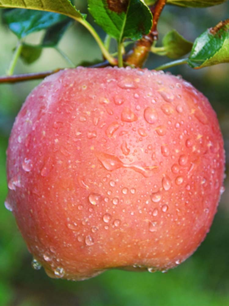 【山西苹果】红富士苹果8.5斤【75mm+】泡沫托装 香甜多汁 爽口清脆