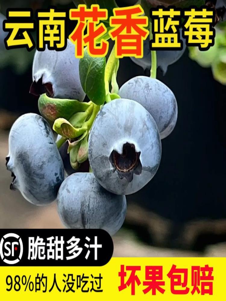【顺丰/京东】花香蓝莓 125g*4盒 果径18mm+ 云南澄江抚仙湖