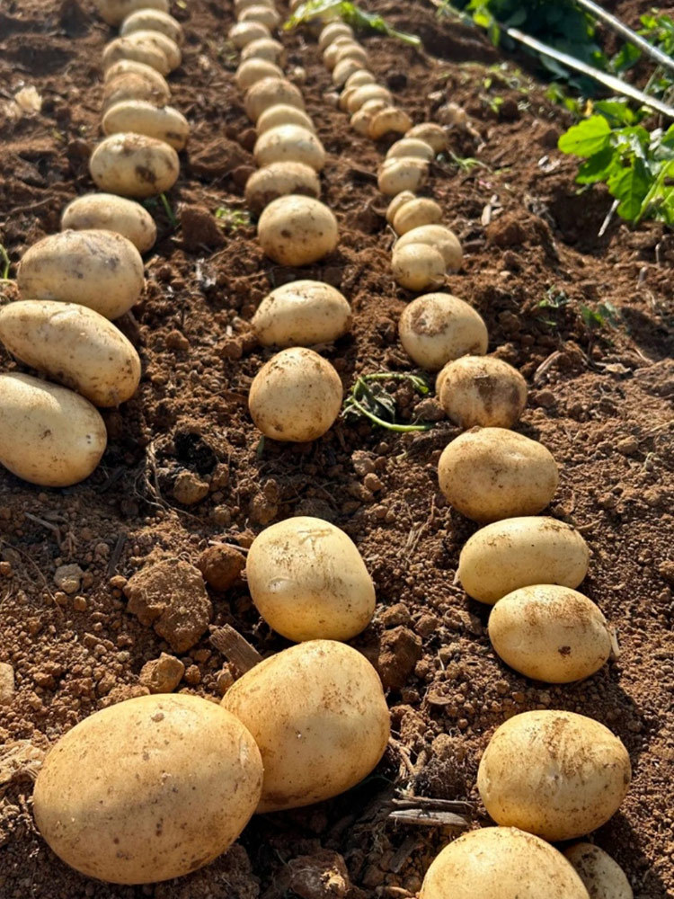 【买一箱送一箱】2025新疆黄皮黄心开花土豆净重5斤±100g