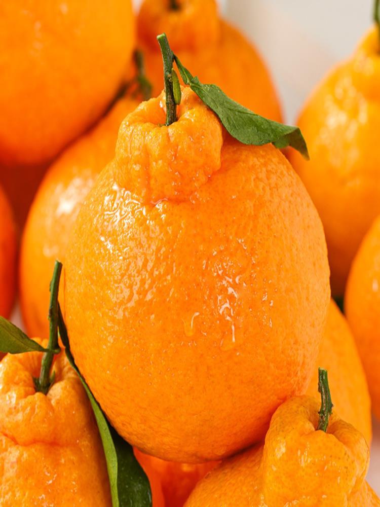 不知火丑橘 9斤大果 单果75+ 大果新鲜水果桔橘子丑柑丑八怪整箱